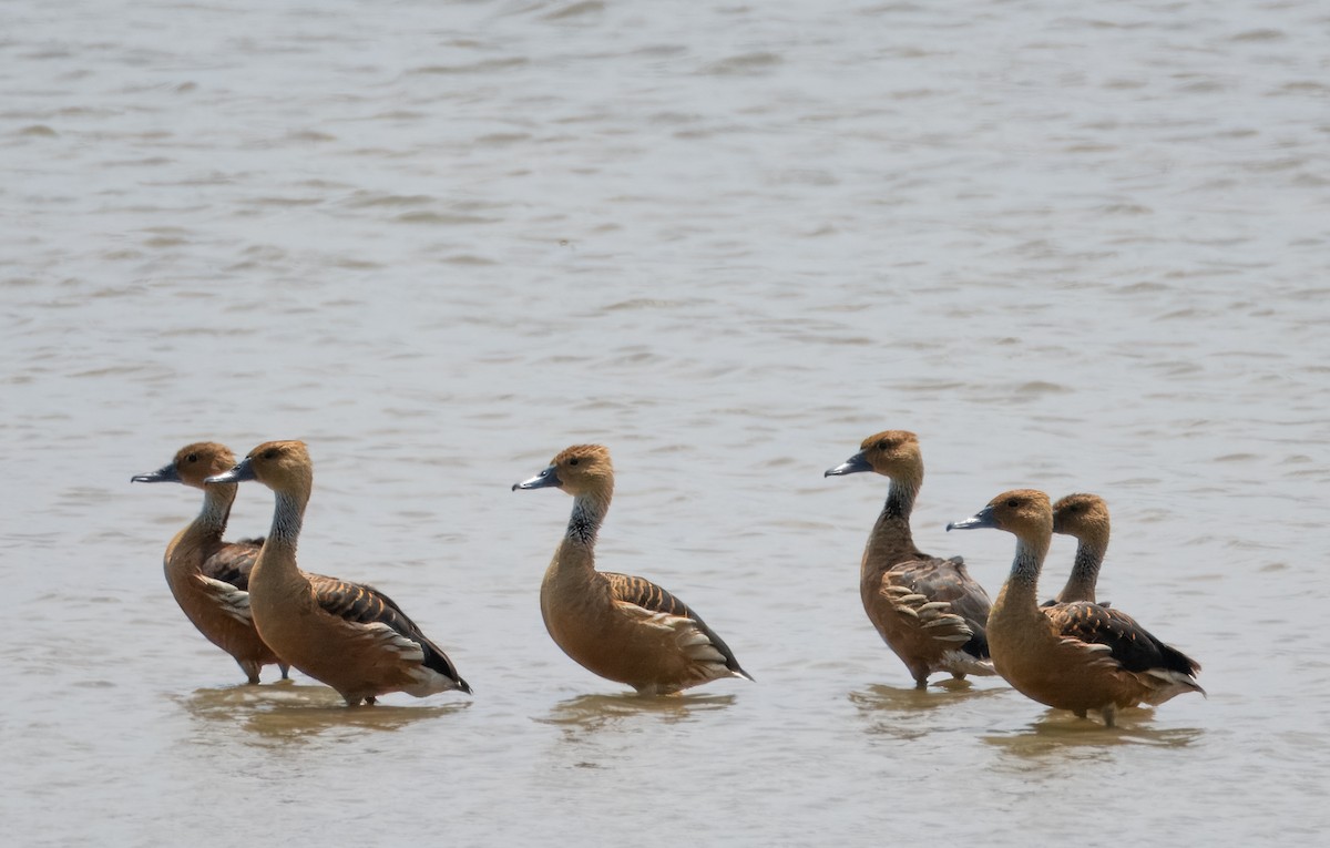 Fulvous Whistling-Duck - Fay Ratta