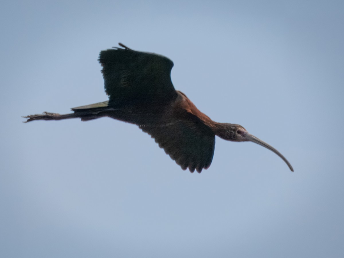 ibis americký - ML617919481