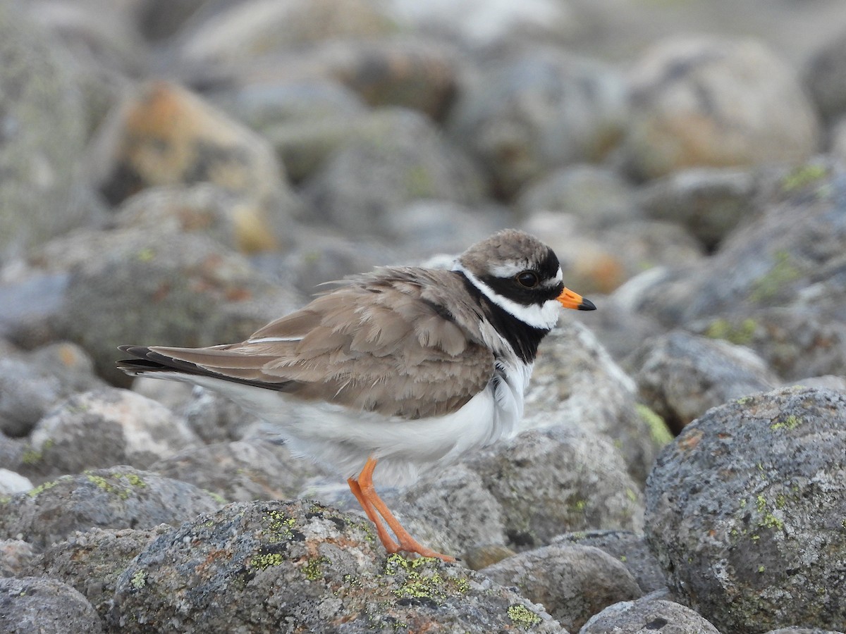 Common Ringed Plover - ML617919492