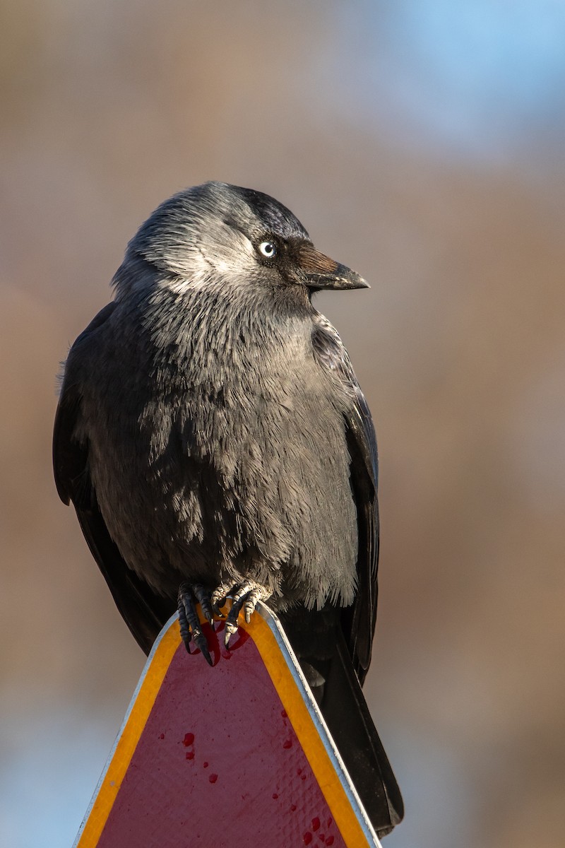 Eurasian Jackdaw - ML617919511