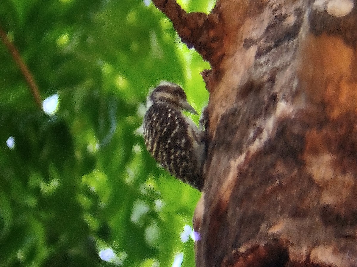Philippine Pygmy Woodpecker - ML617919574