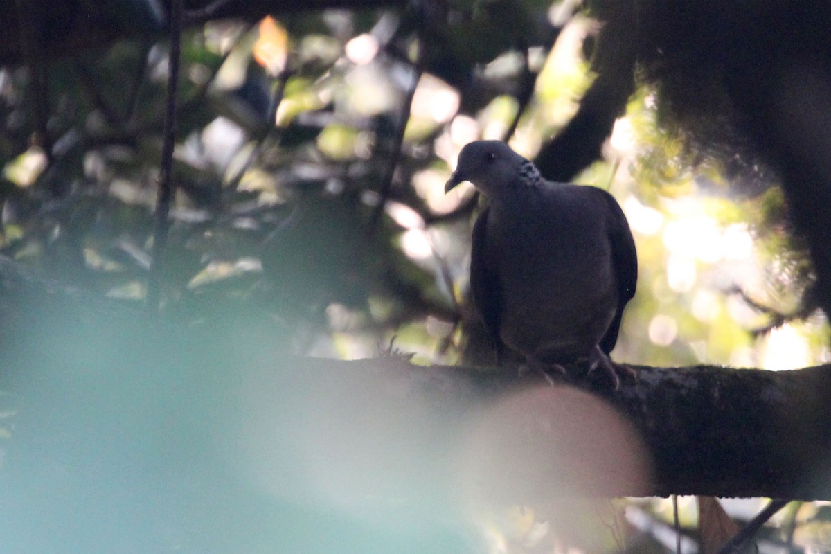 Nilgiri Wood-Pigeon - ML617919575