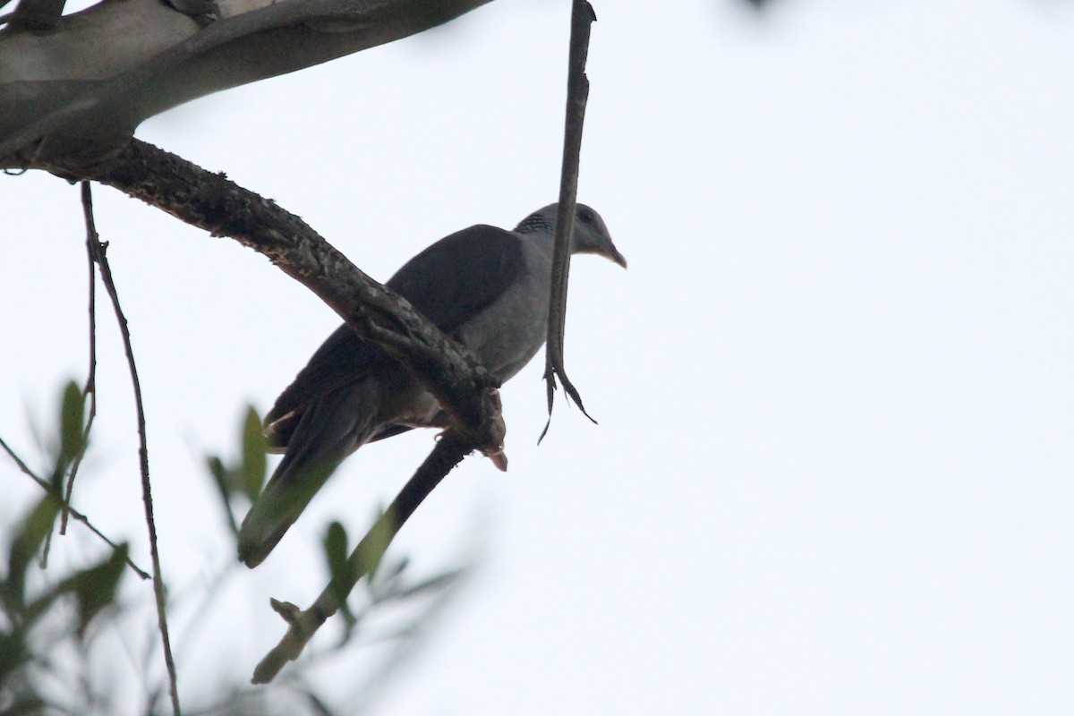 Nilgiri Wood-Pigeon - ML617919576