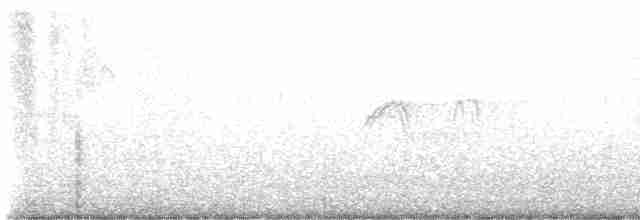 Светлобрюхий фиби - ML617919612