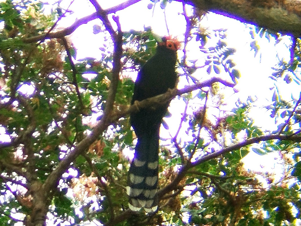 Red-crested Malkoha - ML617919618