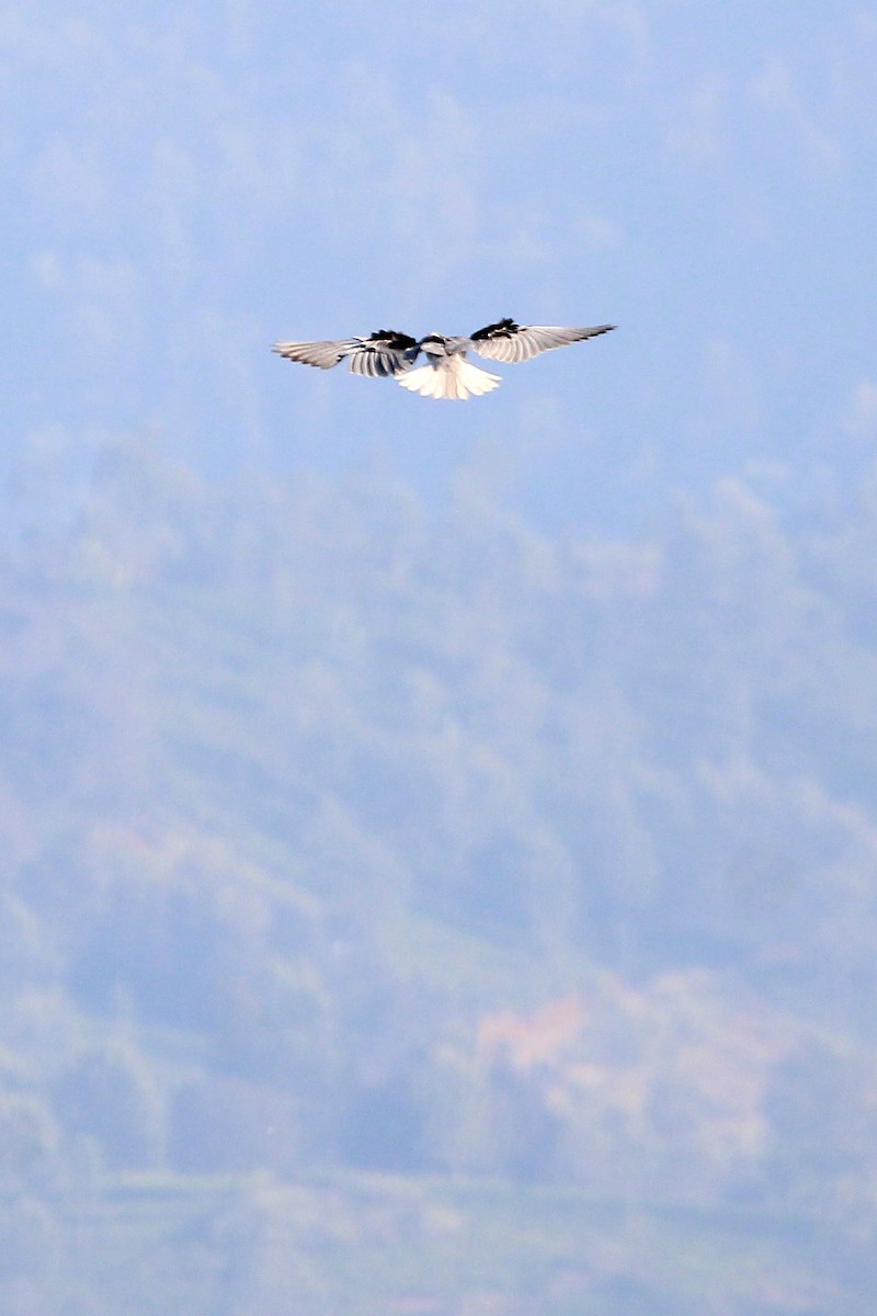Black-winged Kite - ML617919636
