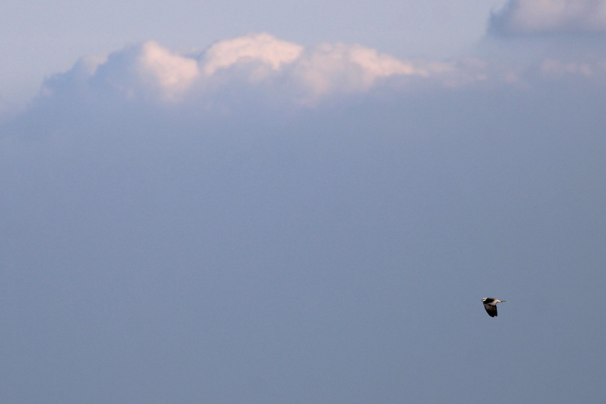 Black-winged Kite - ML617919637