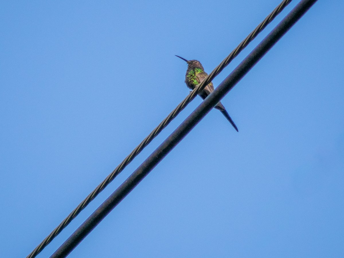Swallow-tailed Hummingbird - ML617919640