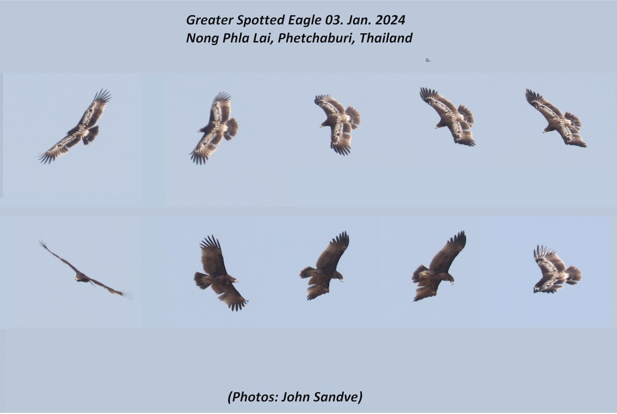 Greater Spotted Eagle - ML617919659