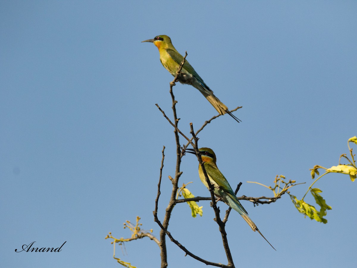 Blue-tailed Bee-eater - ML617919705