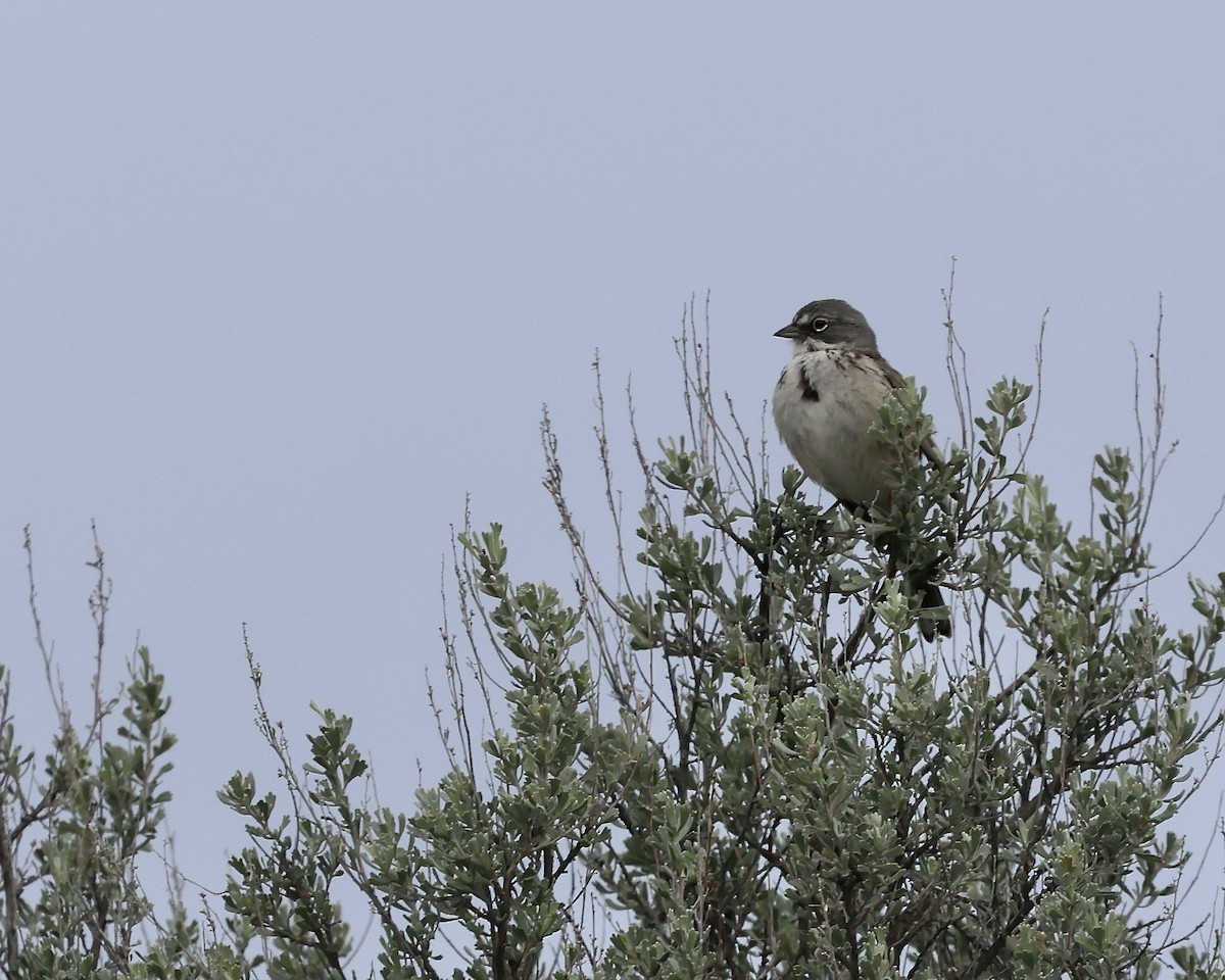 Sagebrush Sparrow - ML617919749