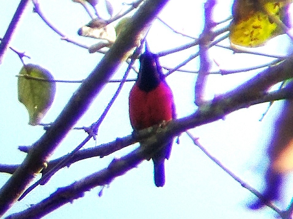Purple-throated Sunbird (Purple-throated) - ML617919761
