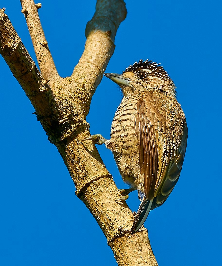 White-barred Piculet (White-barred) - ML617919771