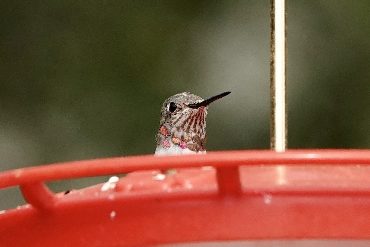 Calliope Hummingbird - ML617919786