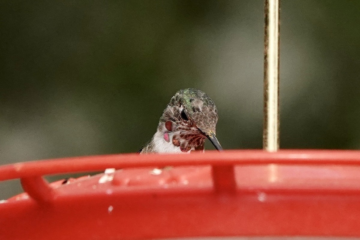 Calliope Hummingbird - ML617919787