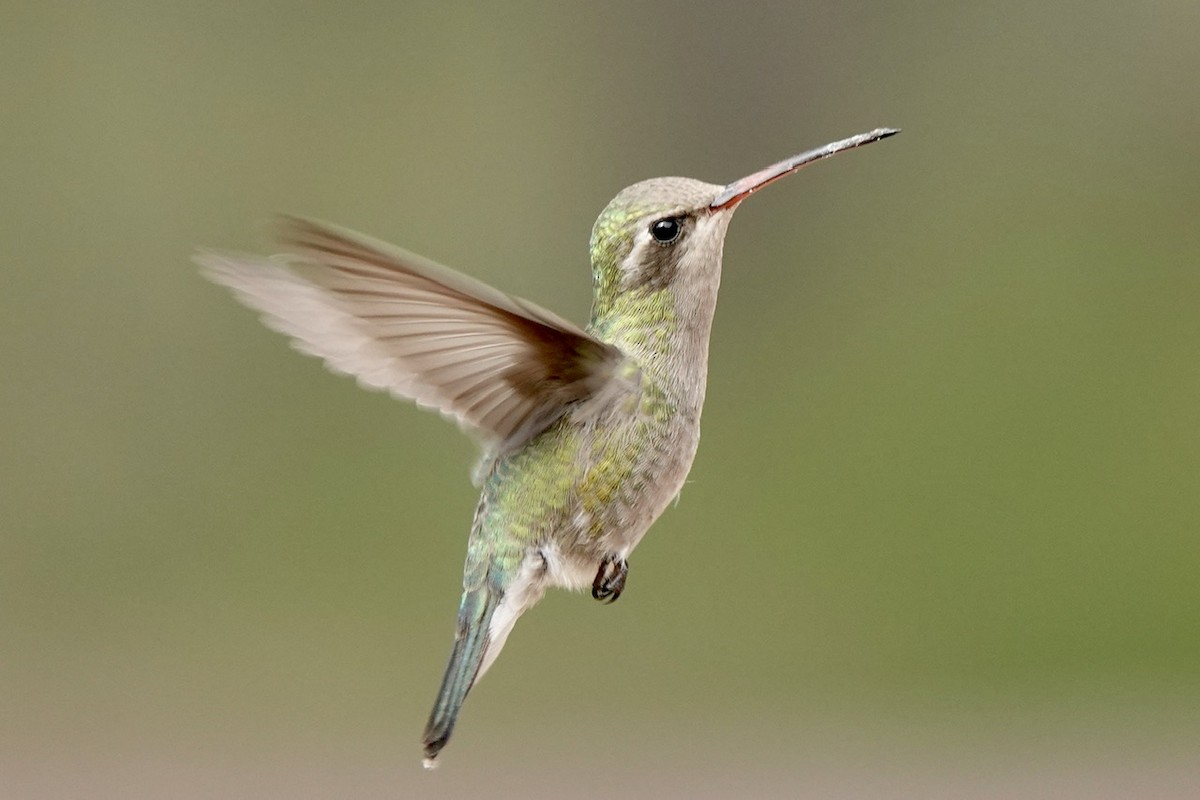 Broad-tailed Hummingbird - ML617919793