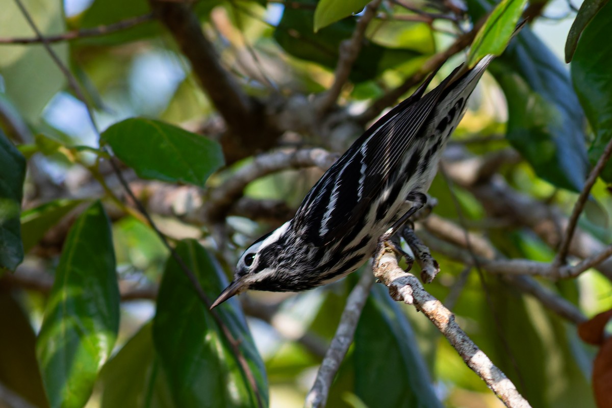 Black-and-white Warbler - Steve Juhasz