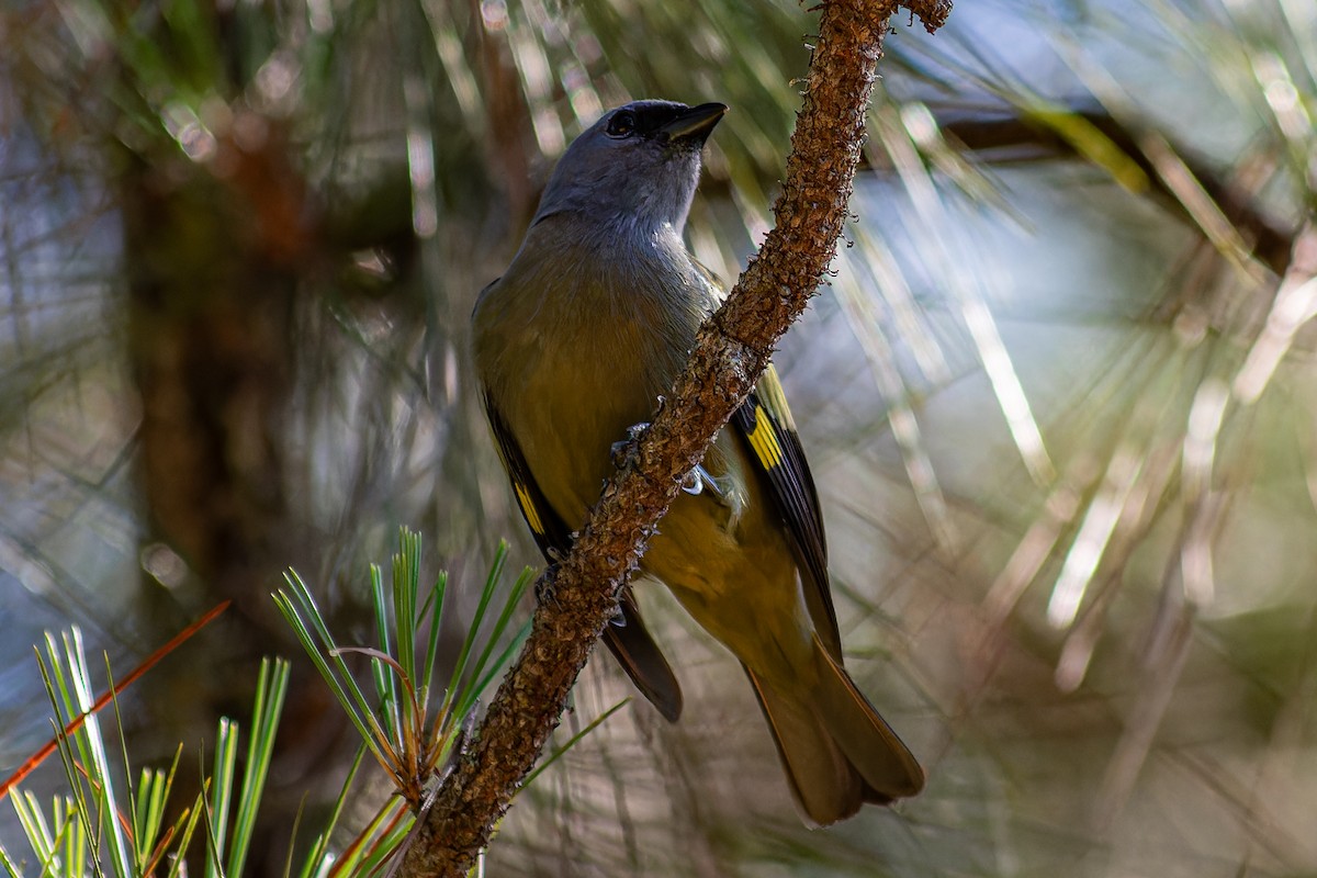 Yellow-winged Tanager - ML617919853