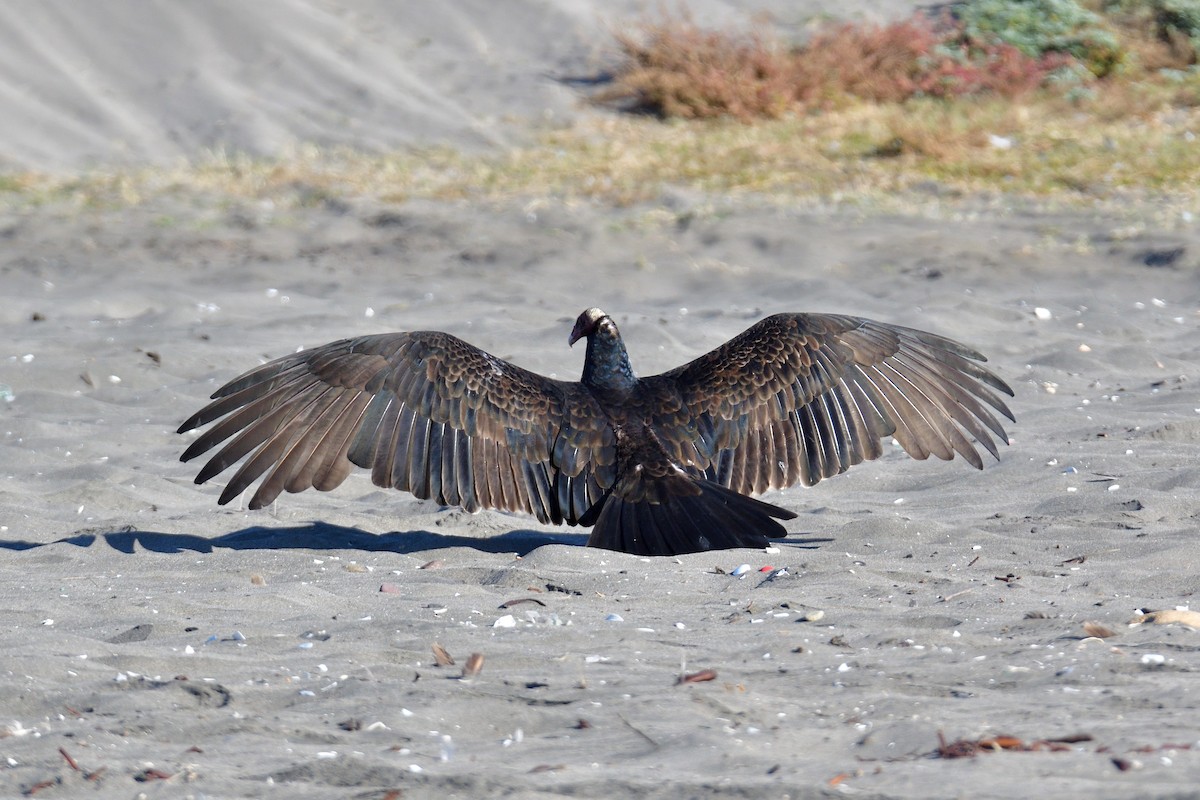 Turkey Vulture (Tropical) - ML617919883