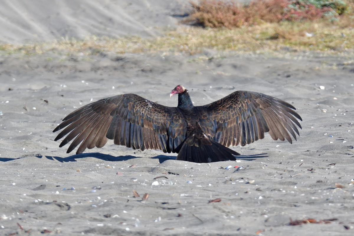 Turkey Vulture (Tropical) - ML617919884