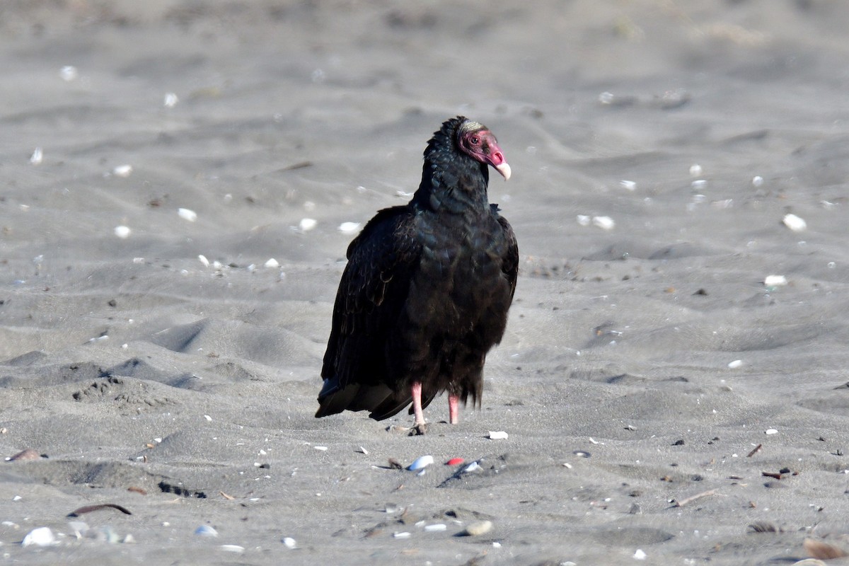 Turkey Vulture (Tropical) - ML617919885