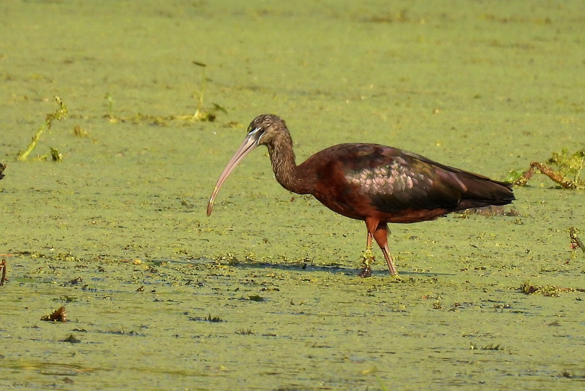 ibis hnědý - ML617919897