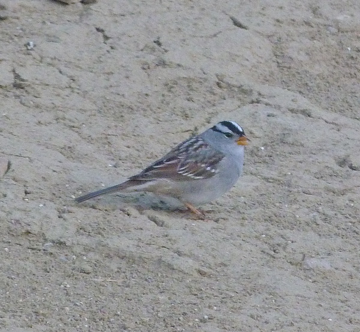White-crowned Sparrow - ML617919911