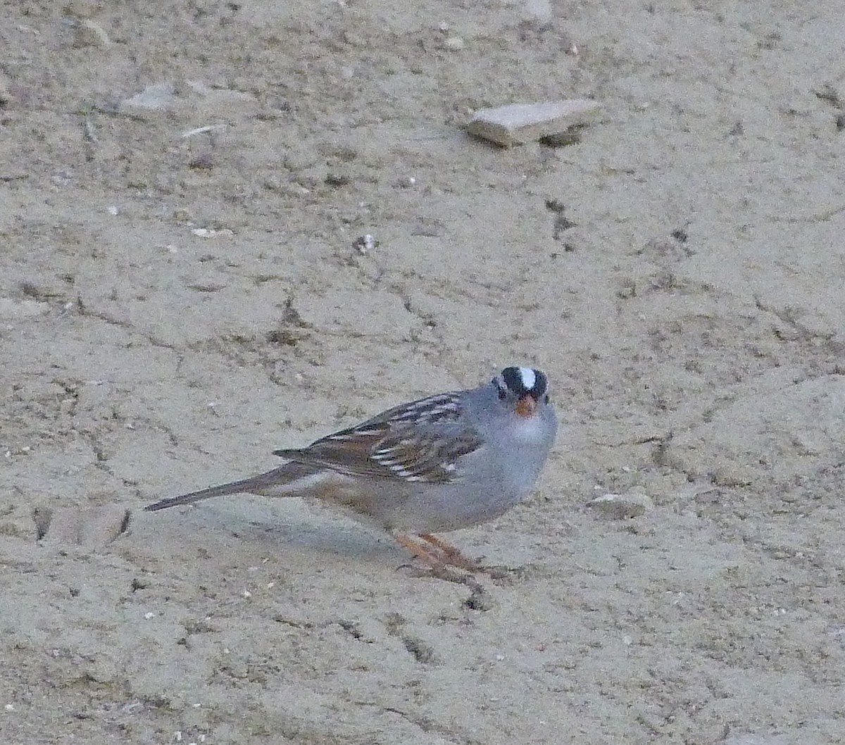 White-crowned Sparrow - ML617919914