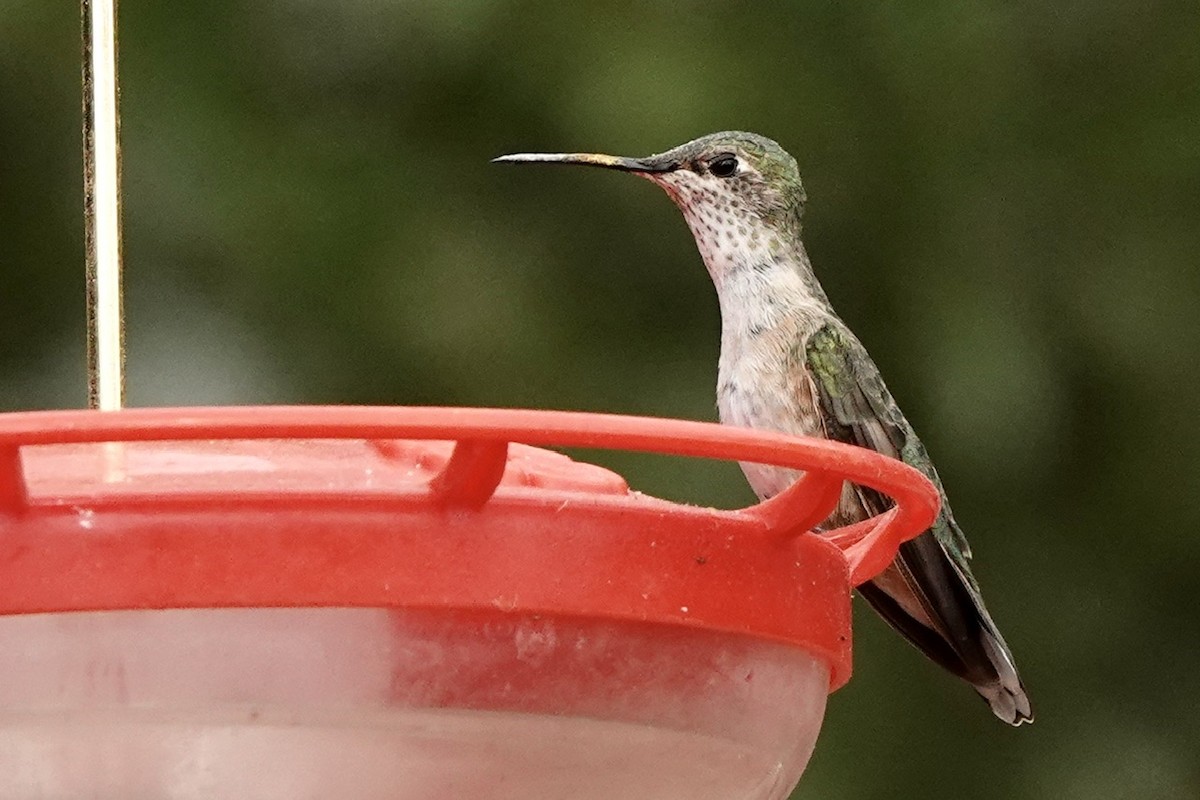 Broad-tailed Hummingbird - ML617919954