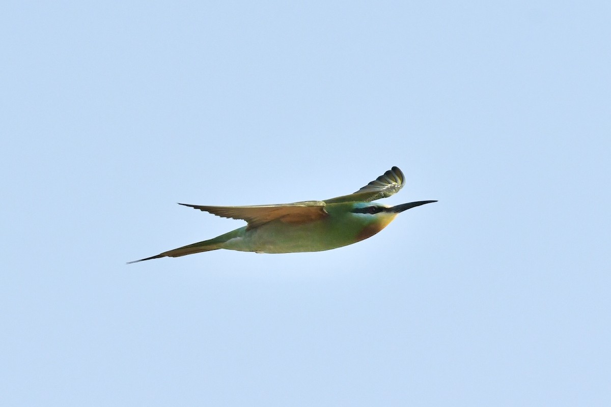Blue-cheeked Bee-eater - ML617919966