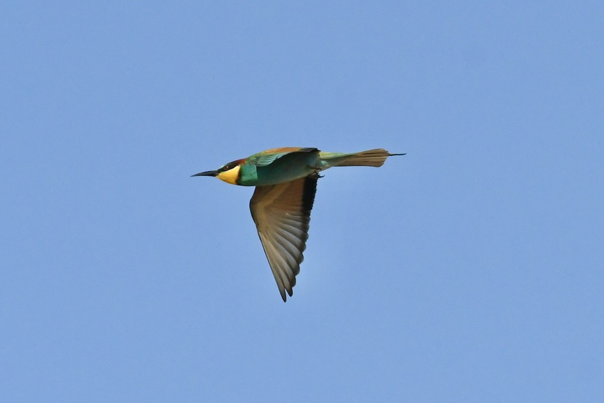 European Bee-eater - Timothy Lloyd