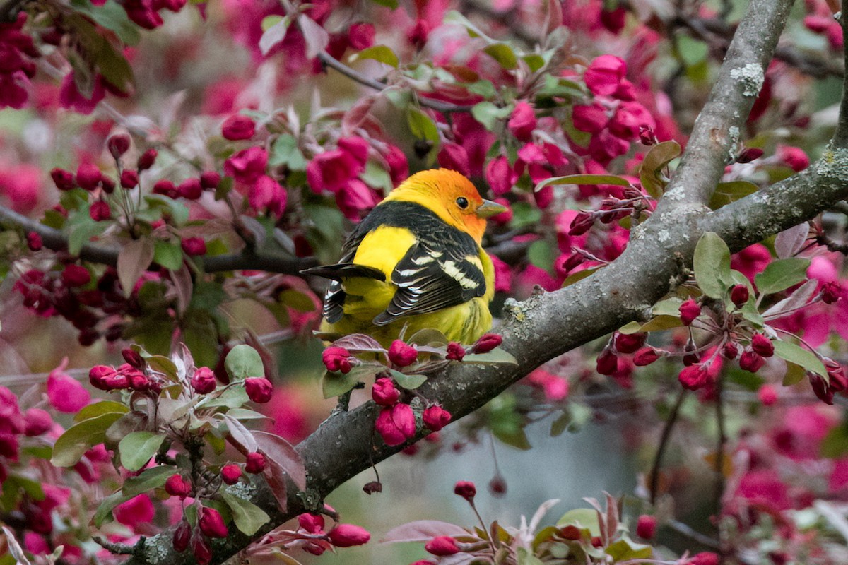 Western Tanager - Brian McGee
