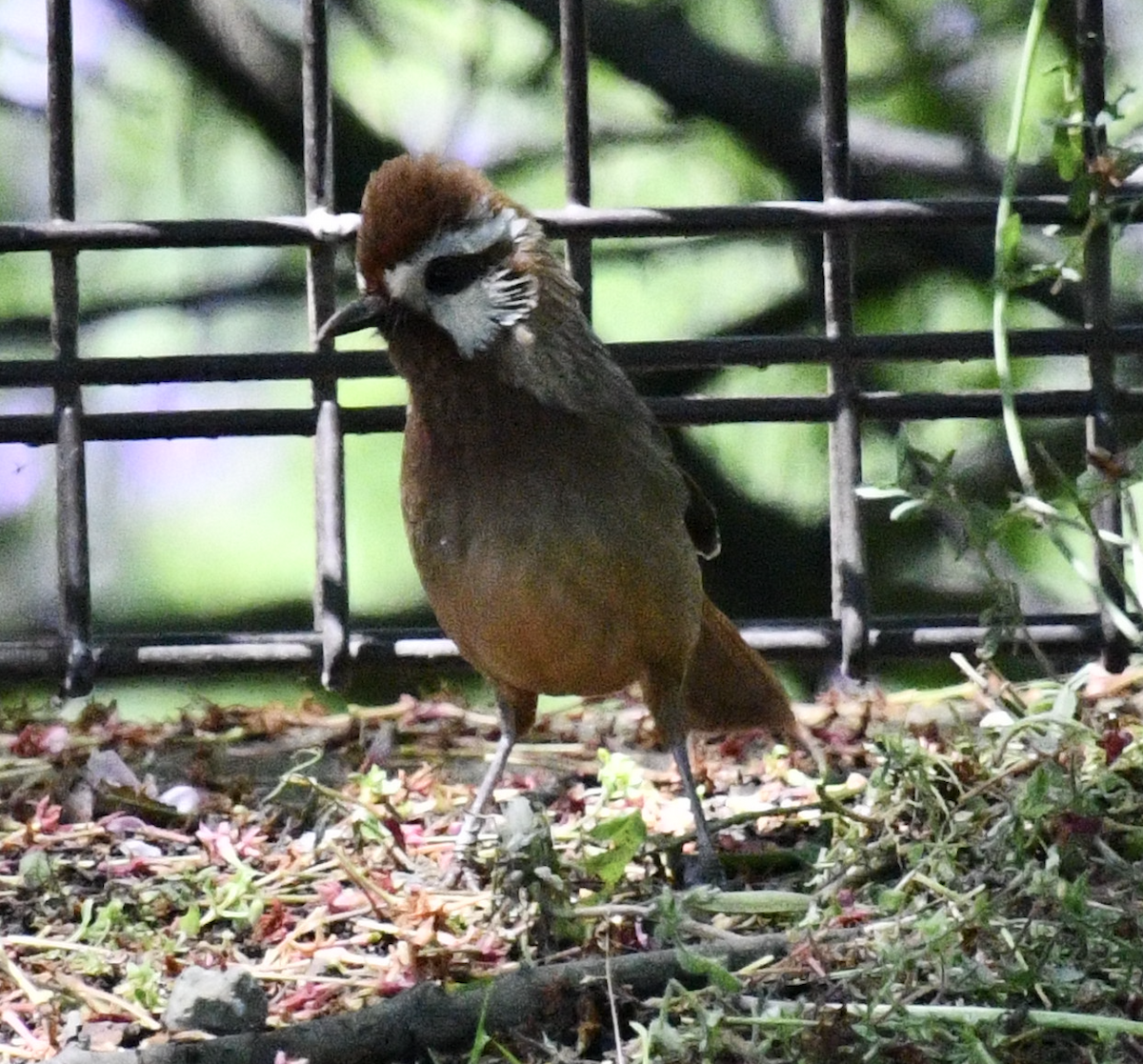 White-browed Laughingthrush - Cliff Miller