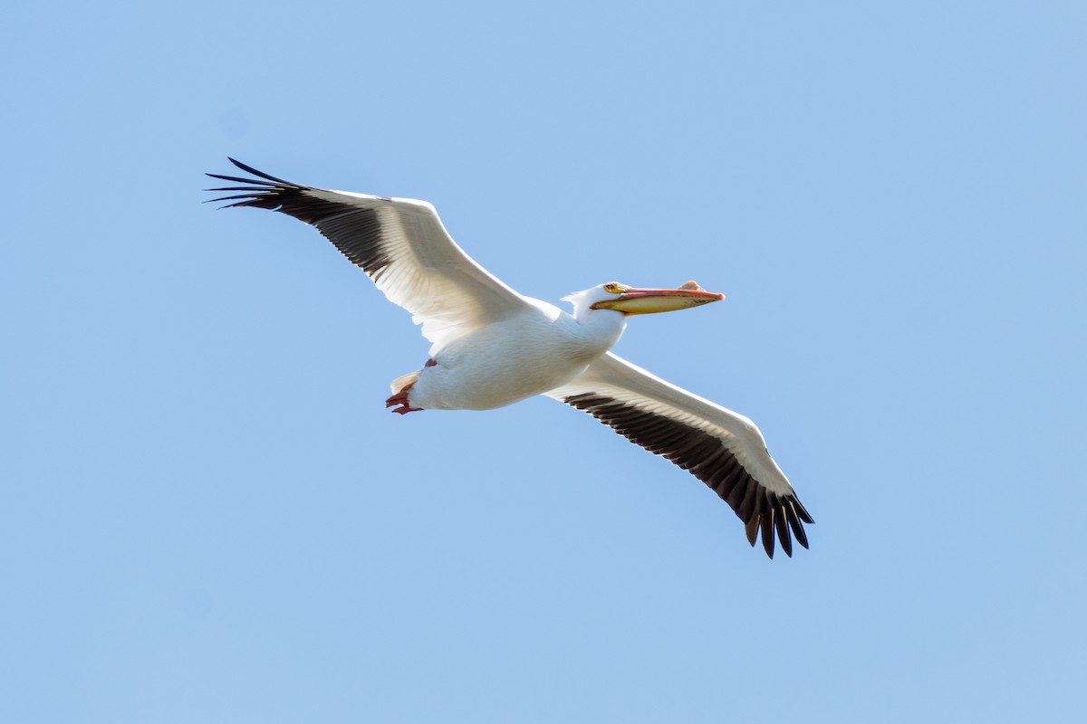 American White Pelican - Brian McGee