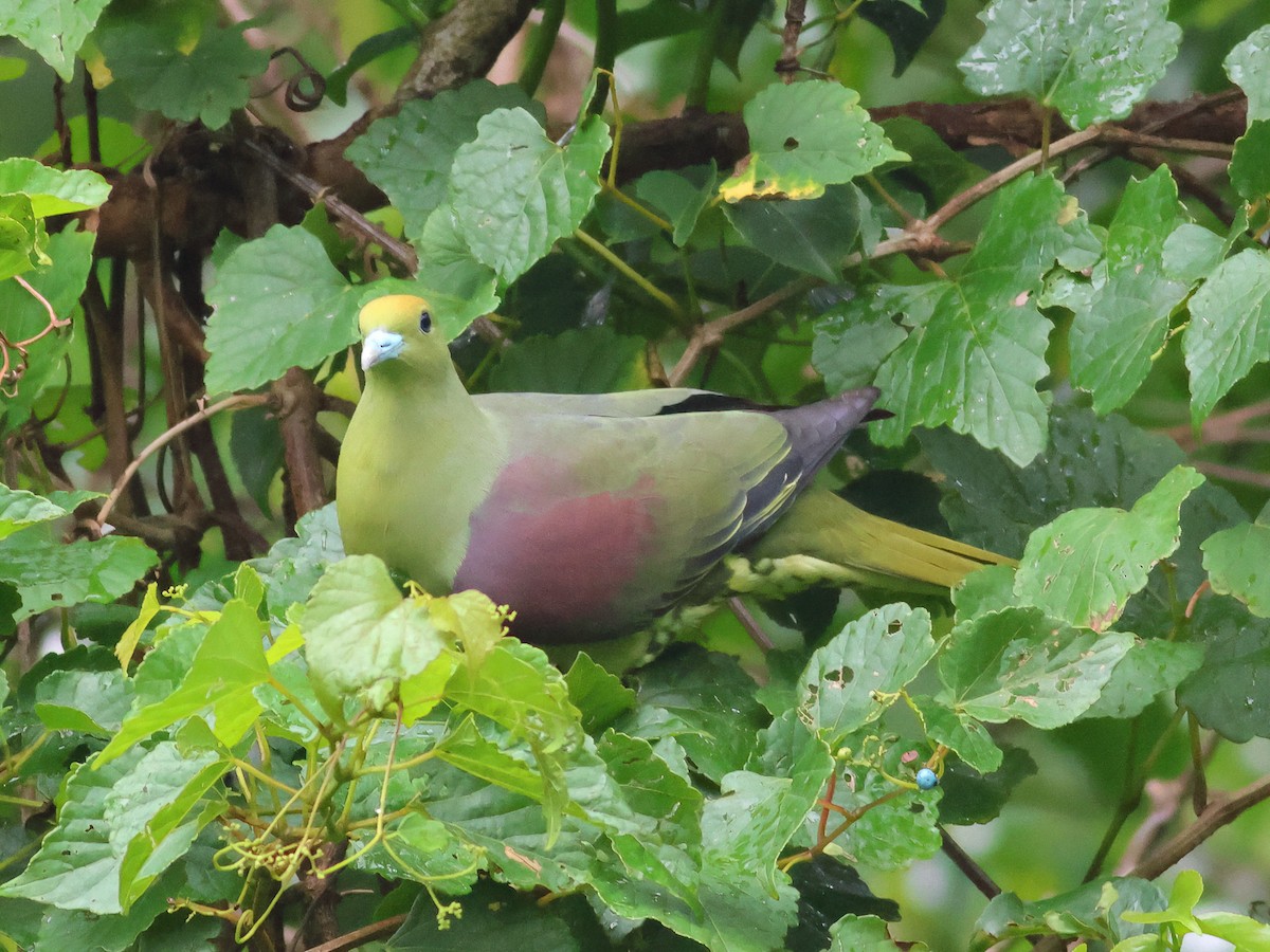 Whistling Green-Pigeon - ML617920002