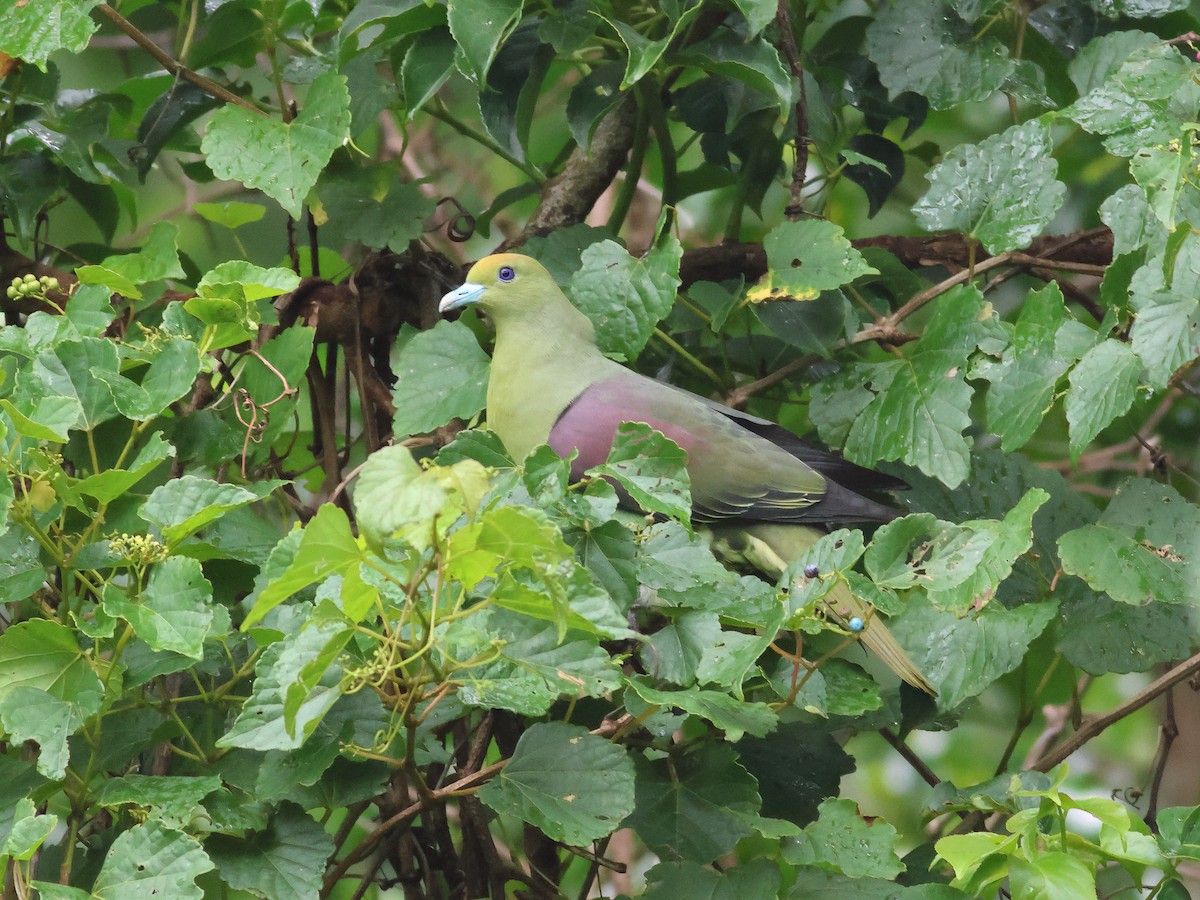 Тайваньский зелёный голубь - ML617920003