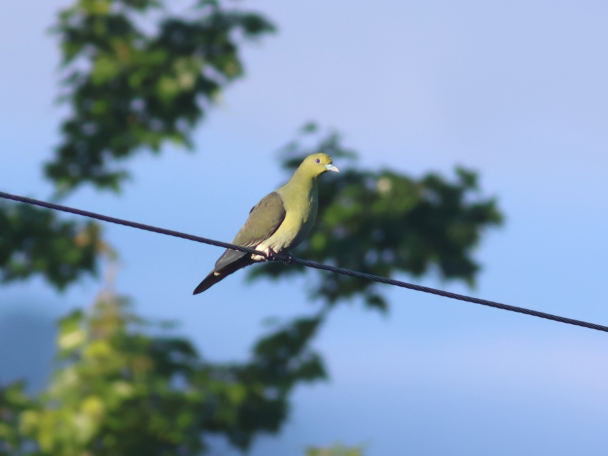 White-bellied Green-Pigeon - ML617920024