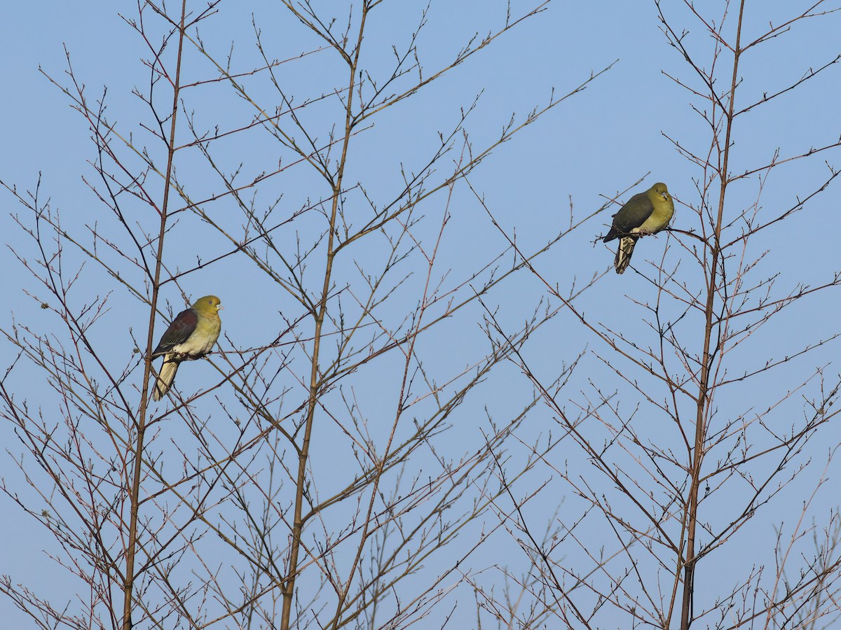 White-bellied Green-Pigeon - ML617920025