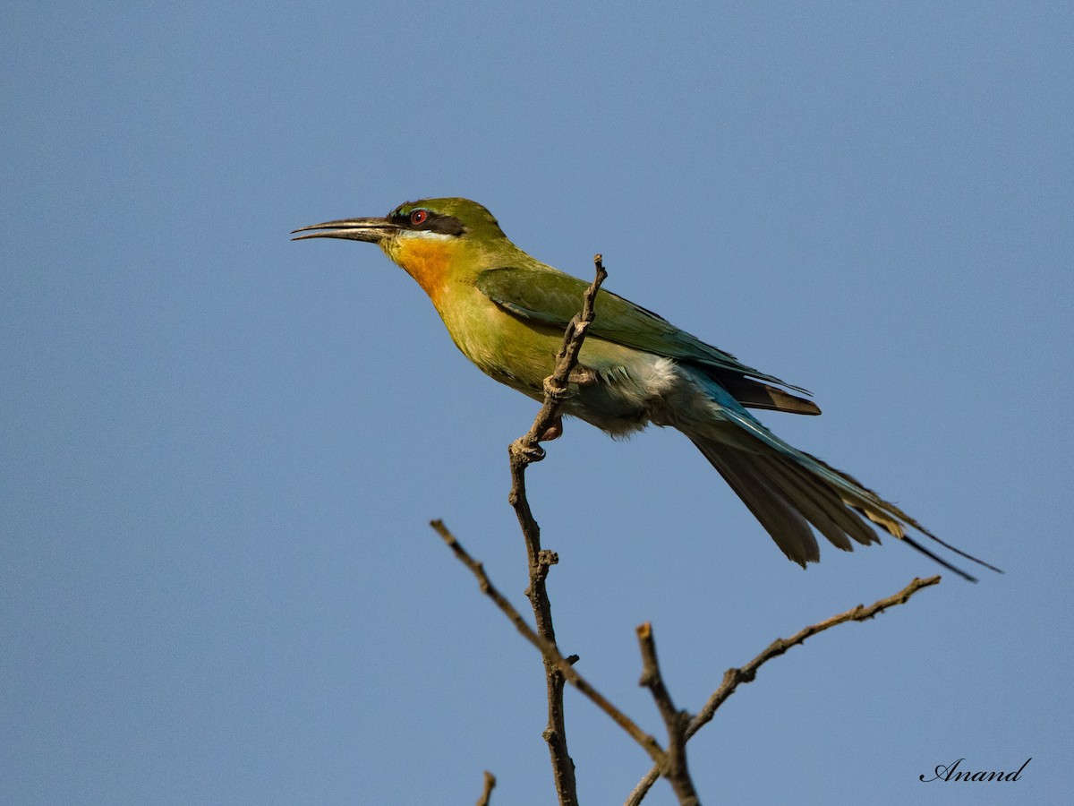 Blue-tailed Bee-eater - ML617920026