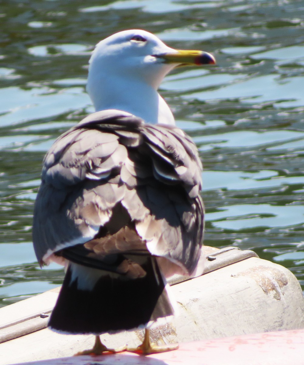 Black-tailed Gull - ML617920038