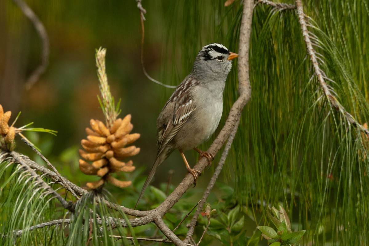 White-crowned Sparrow - Robert Raffel