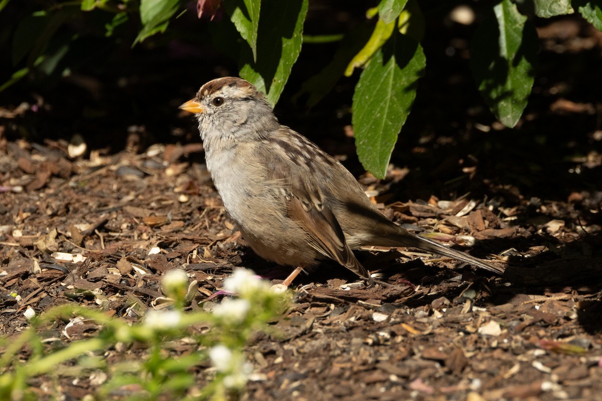 White-crowned Sparrow - ML617920044