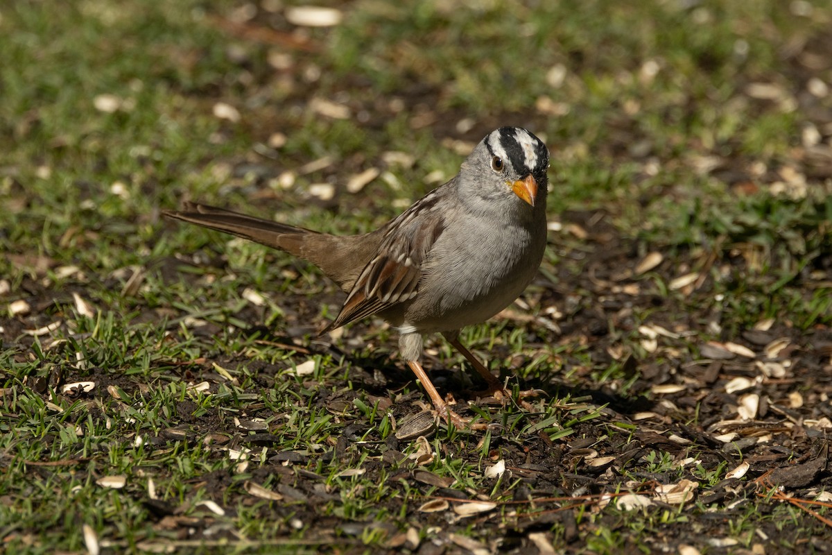 White-crowned Sparrow - Robert Raffel