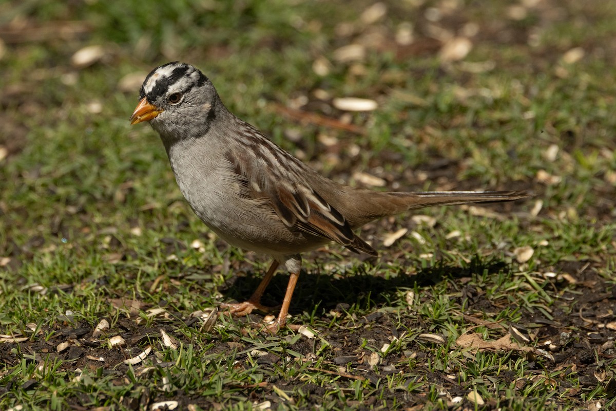 White-crowned Sparrow - ML617920046