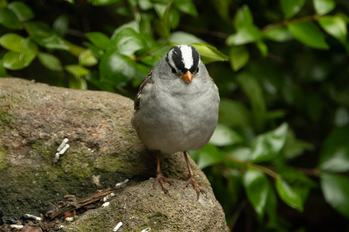 White-crowned Sparrow - ML617920047