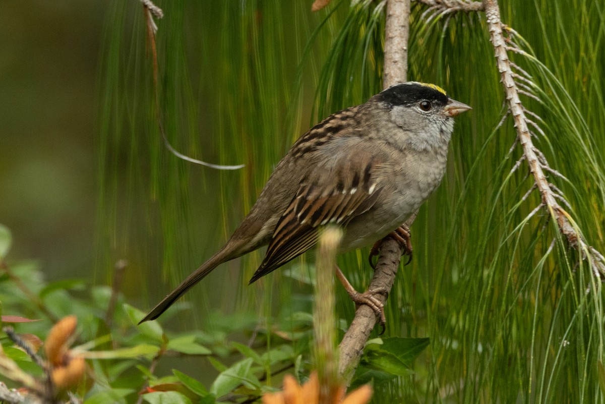 Golden-crowned Sparrow - ML617920059