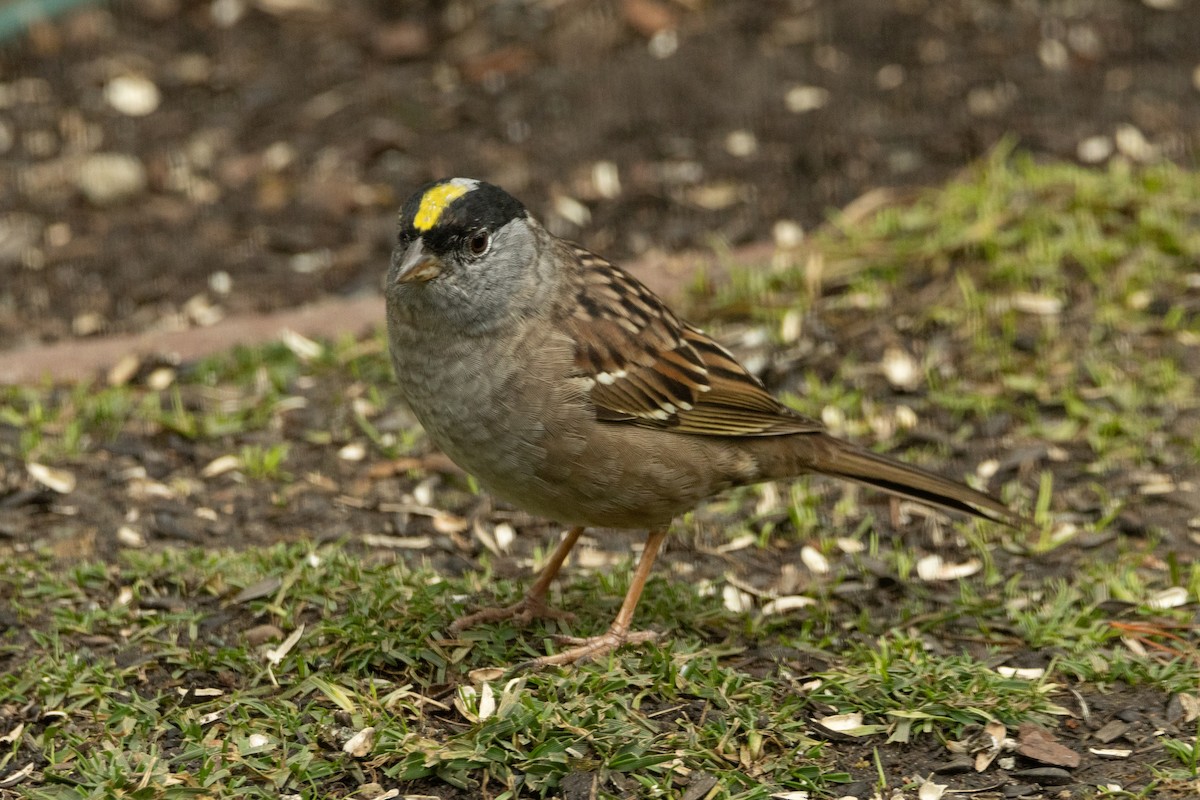 Golden-crowned Sparrow - ML617920060