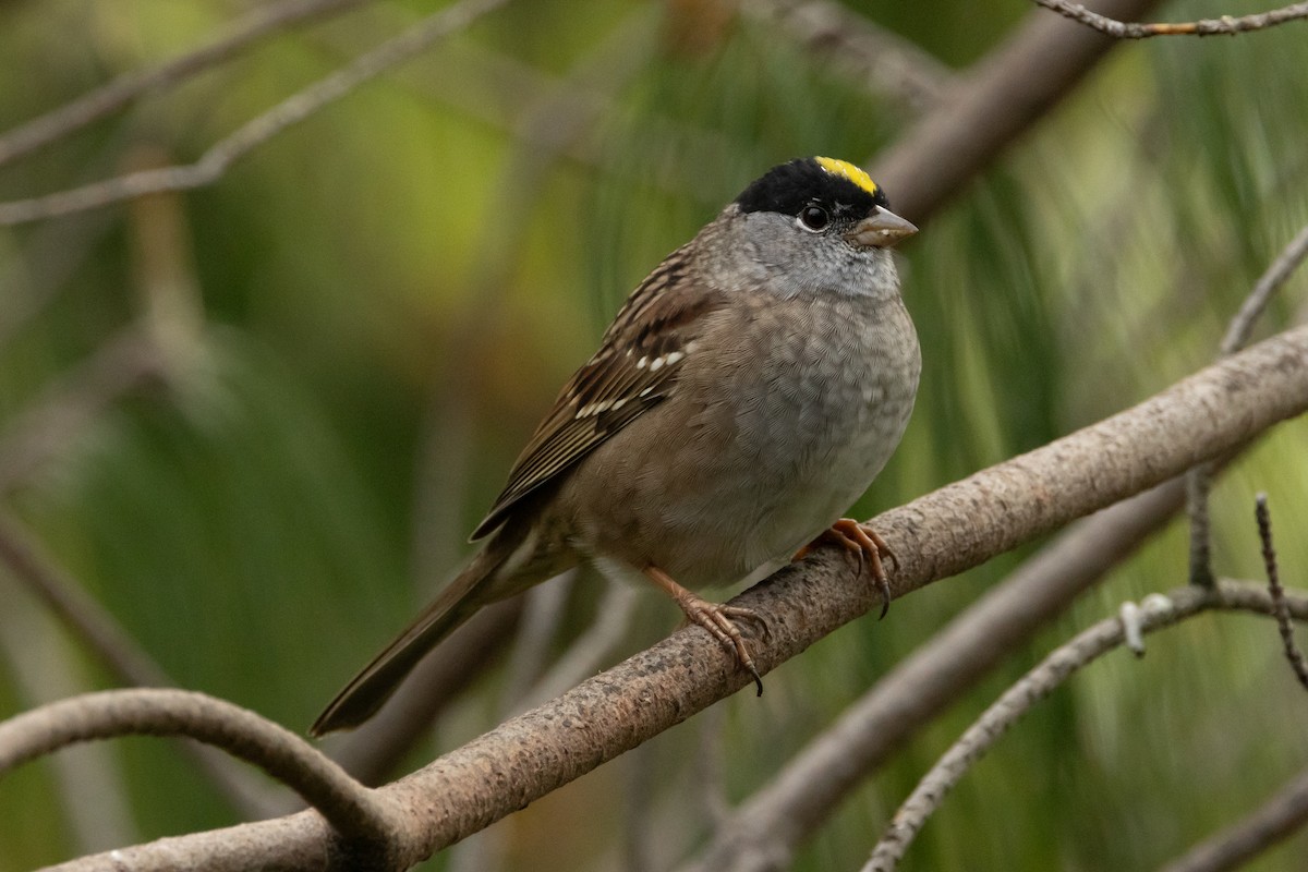 Golden-crowned Sparrow - ML617920061