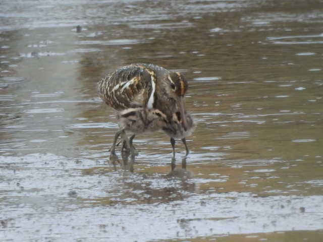 Greater Painted-Snipe - 裕琦 洪