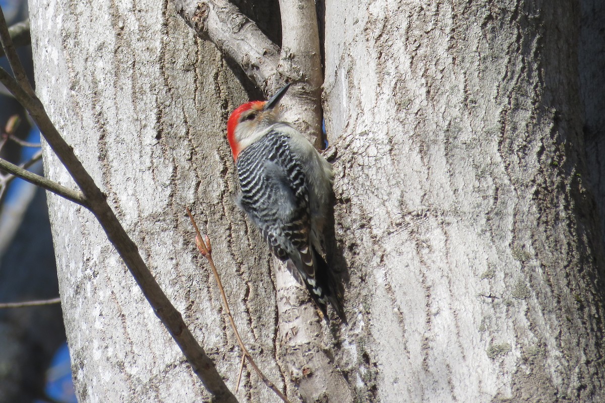 Red-bellied Woodpecker - ML617920091